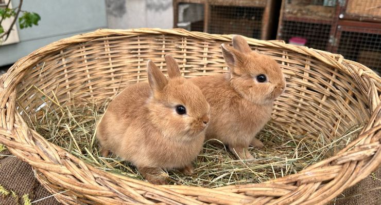Afyon Büyümeyen Tavşan