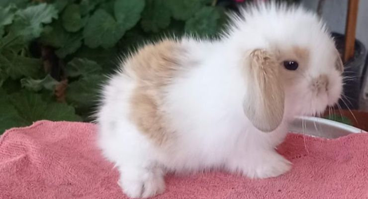 Afyon Hollanda Lop Tavşan